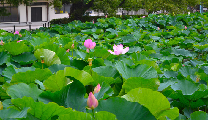 lotus