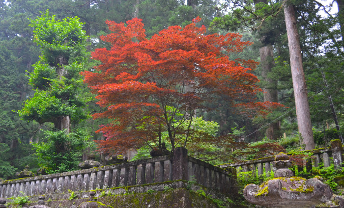 red tree